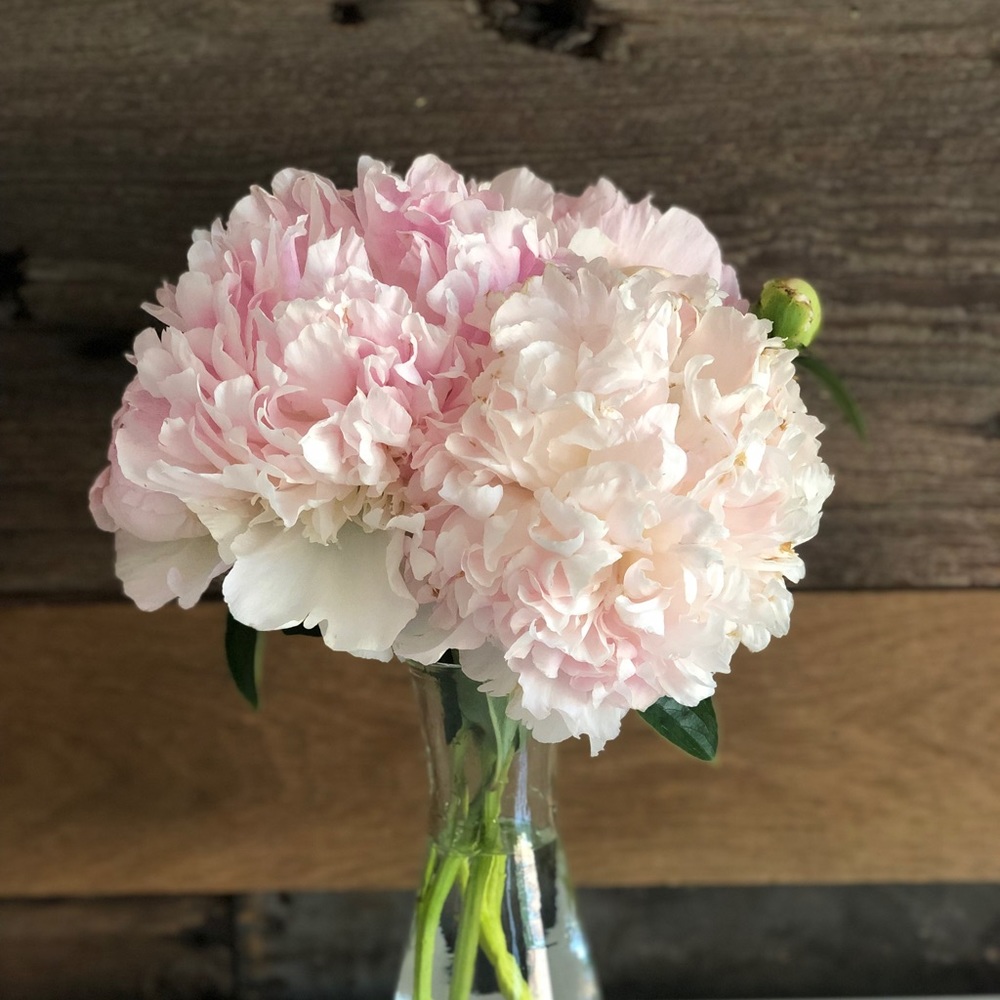 Meet your Posher, Ginger